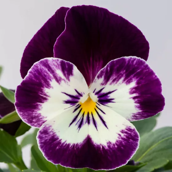 Bel Viso Victoriana