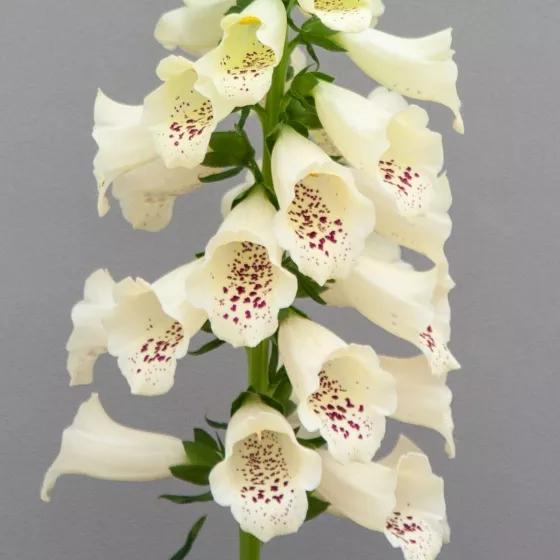 Dottie Cream