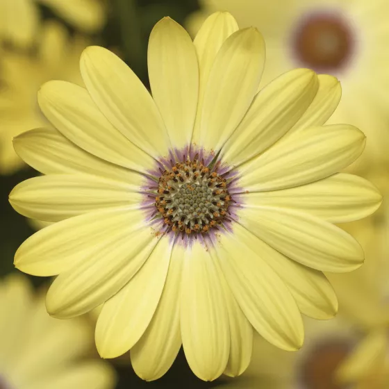 Tradewinds Yellow Bicolor
