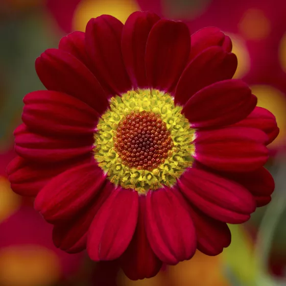 Molimba L Red