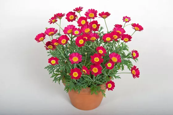 Molimba L Red