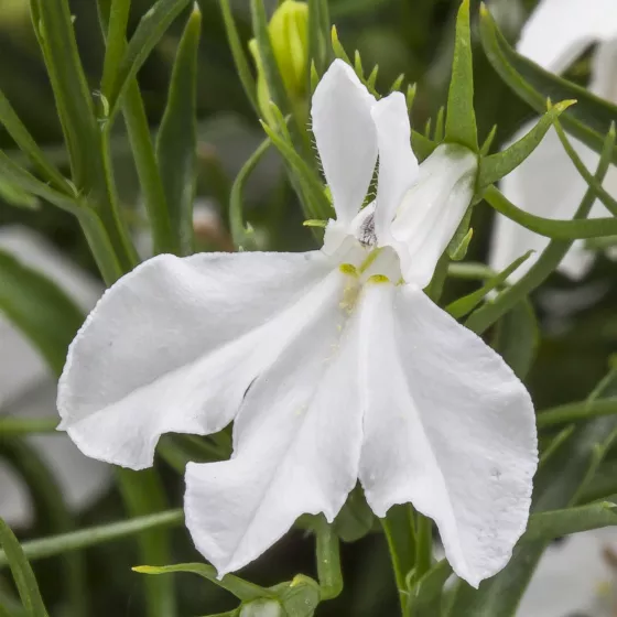 Laguna Trailing White