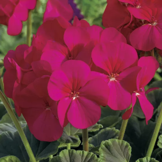 BullsEye Cherry
