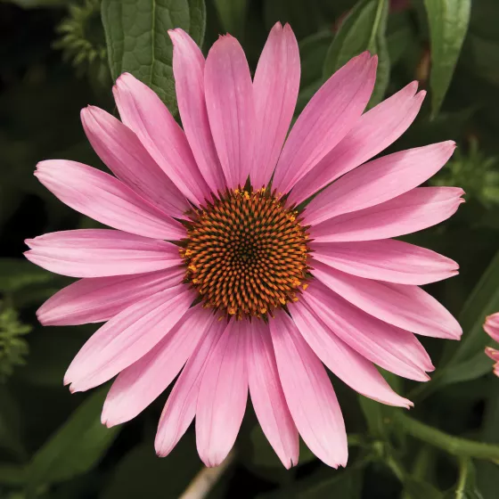 Prairie Splendor Deep Rose