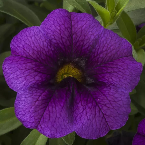 Callie Purple | Syngenta Flowers