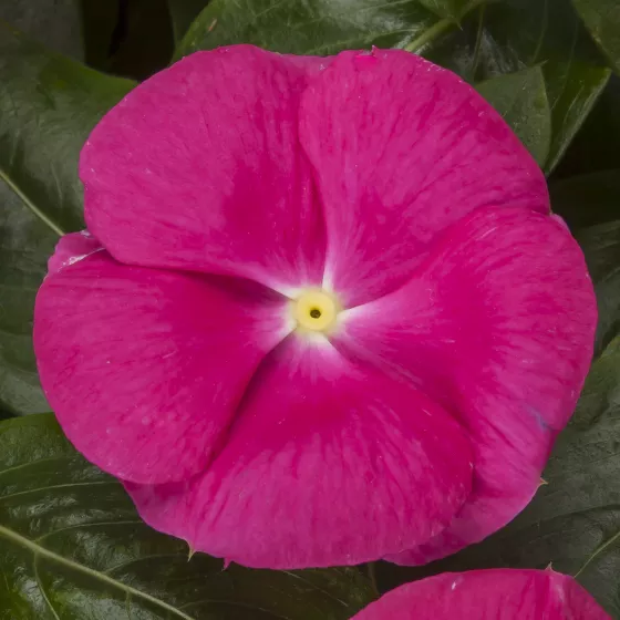 Cora Cascade XDR Bright Rose