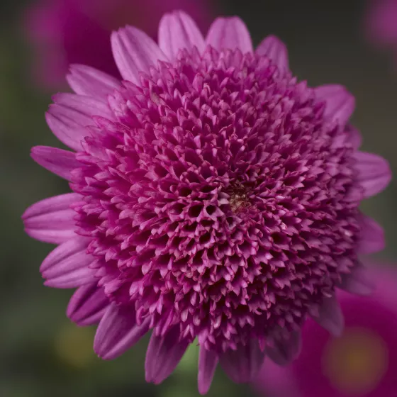 Molimba L Double Deep Rose