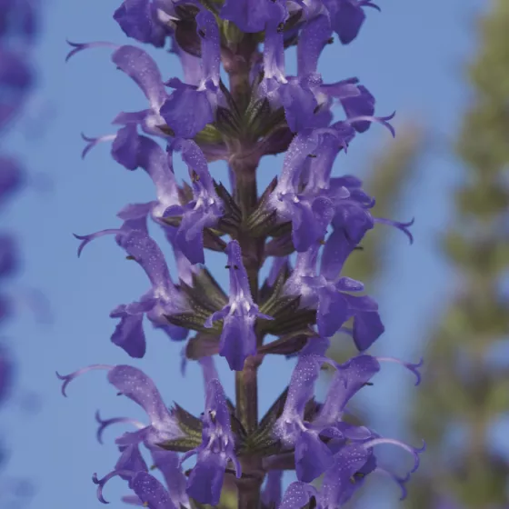Merleau Blue