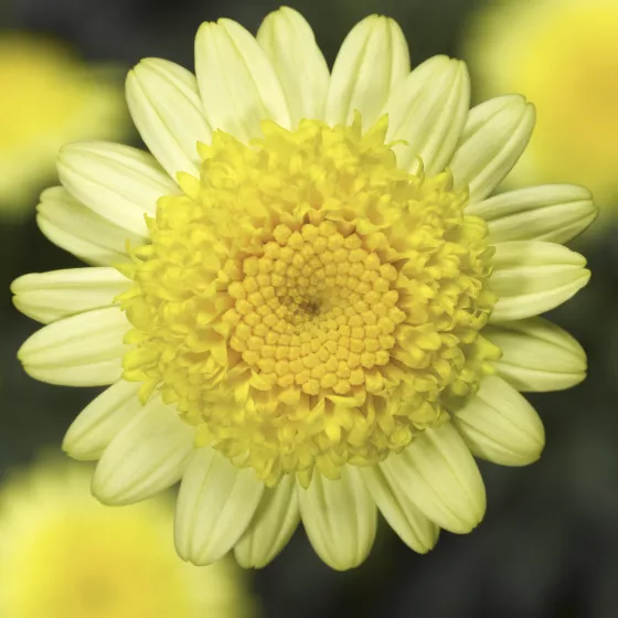 Molimba M Double Yellow