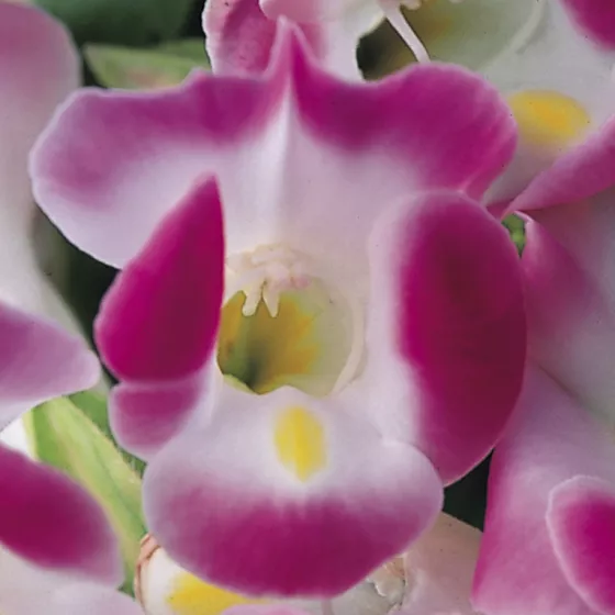 Duchess Pink