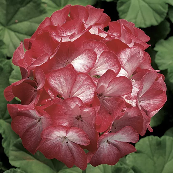 Years 2000 Ringo Ringo 2000 Scarlet Star | Syngenta Flowers