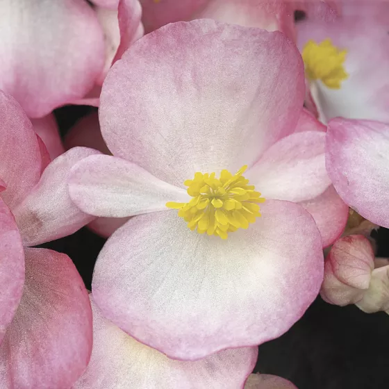 Bada Boom Rose Bicolor