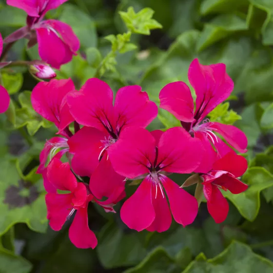 Reach Out Hot Pink