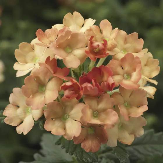 Obsession Apricot