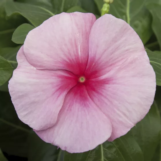 Cora Cascade XDR Strawberry