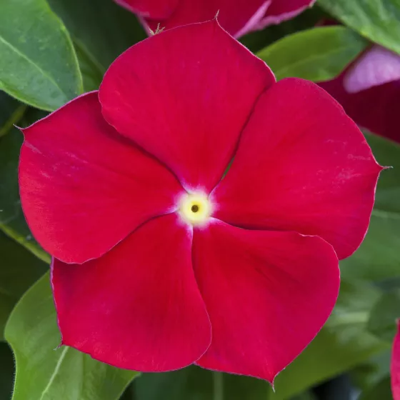 Blockbuster Red with Eye