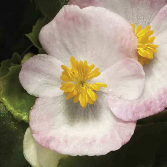 Bada Bing Rose Bicolor