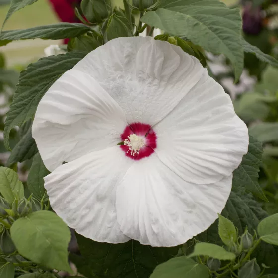 Honeymoon White with Eye