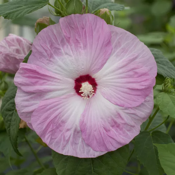 Honeymoon Light Rose