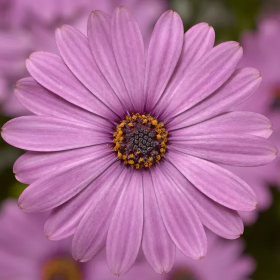 Tradewinds Light Purple