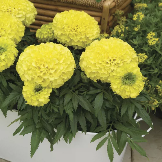 Antigua Primrose