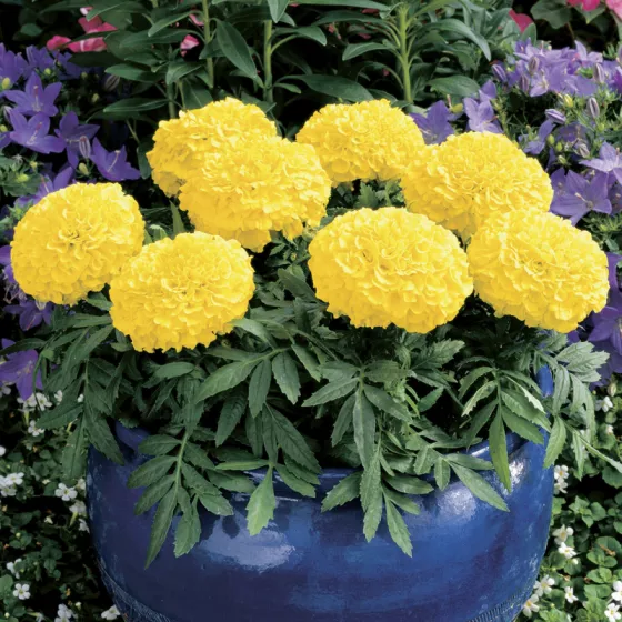 Antigua Yellow