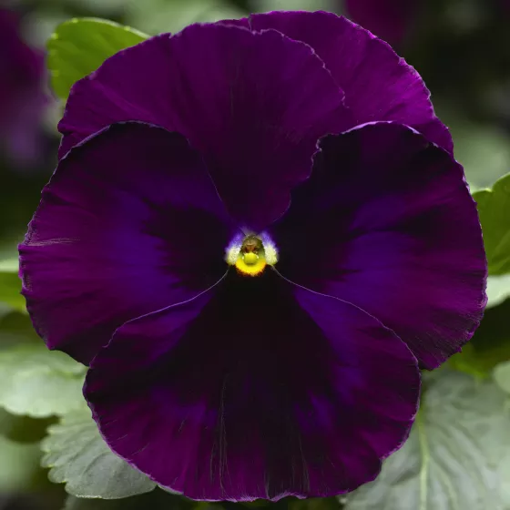 Delta Speedy Purple