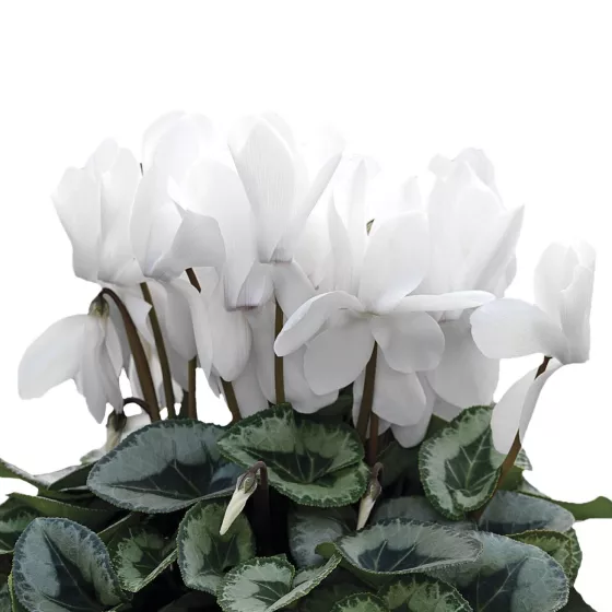 Winter Ice White