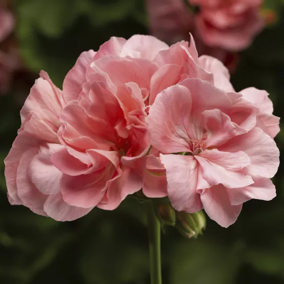 Calliope L Soft Coral