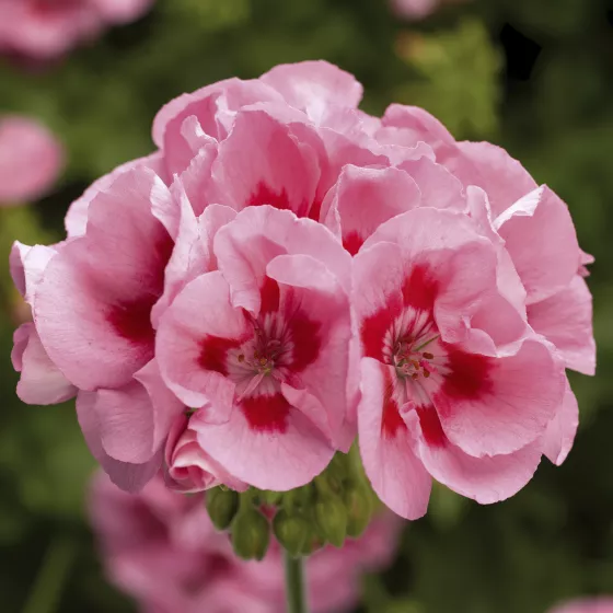 Calliope M Pink Splash