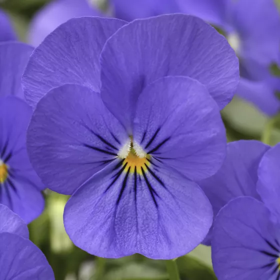 Penny Blue
