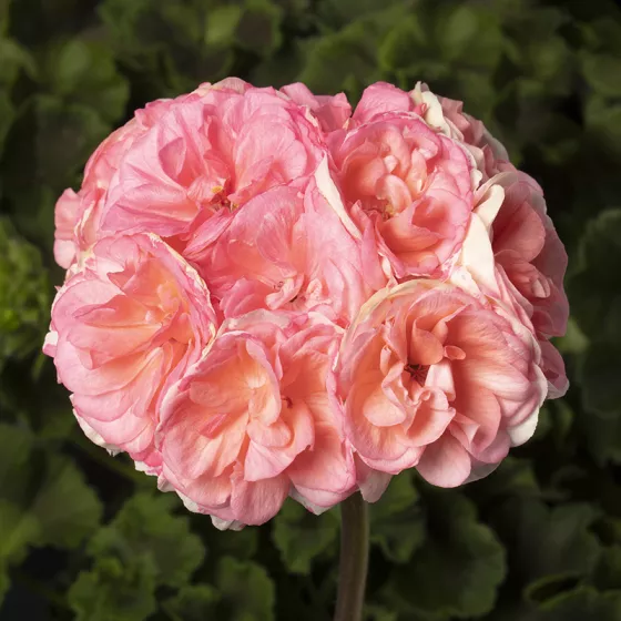 Rosebud Astrid