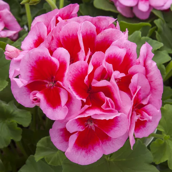 Calliope L Rose Splash