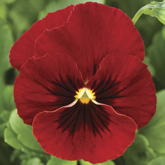 Penny Red Blotch