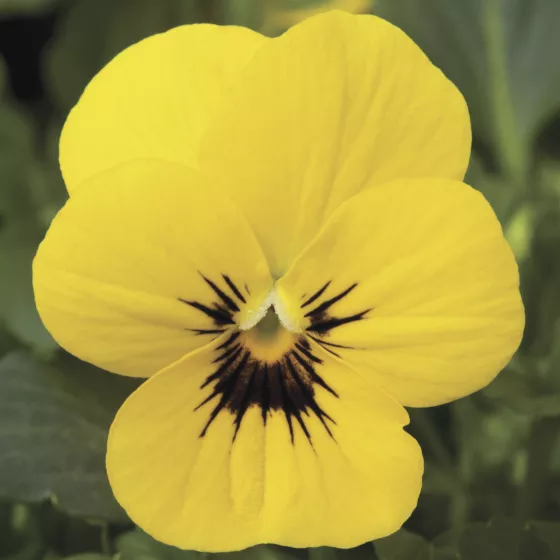 Penny Yellow Blotch