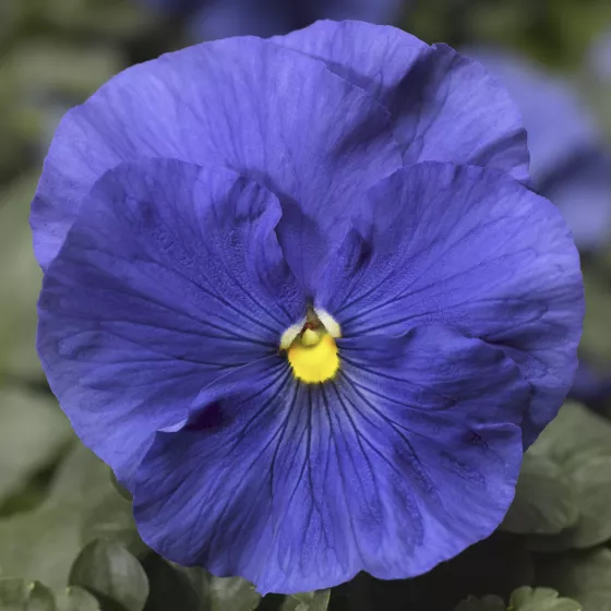 Delta Speedy True Blue