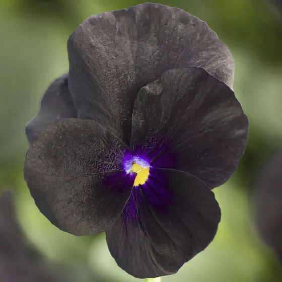 Penny Black