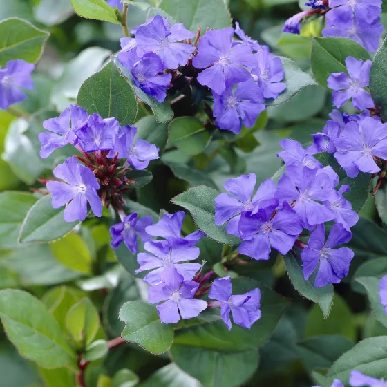 Ceratostigma plumbaginoides