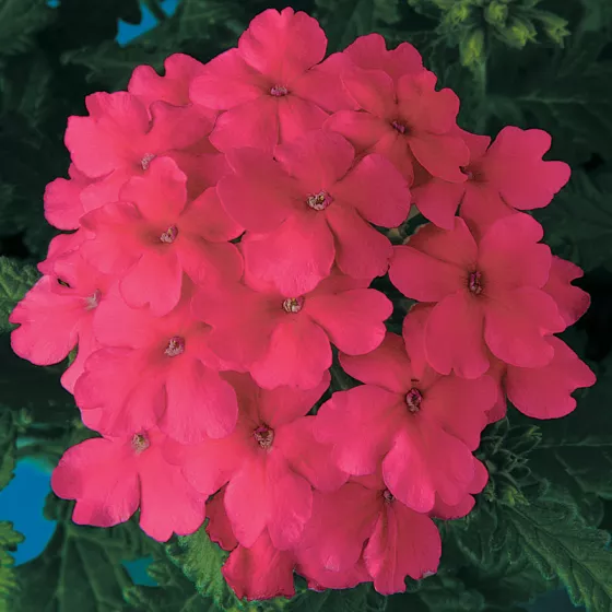 Obsession Pink