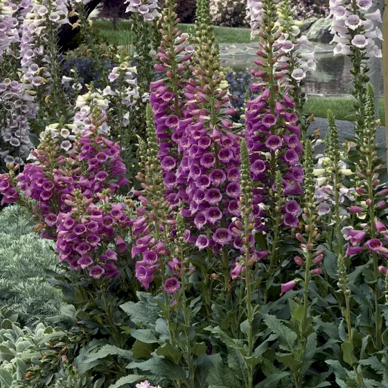 Camelot Rose