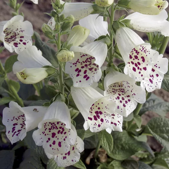 Camelot White