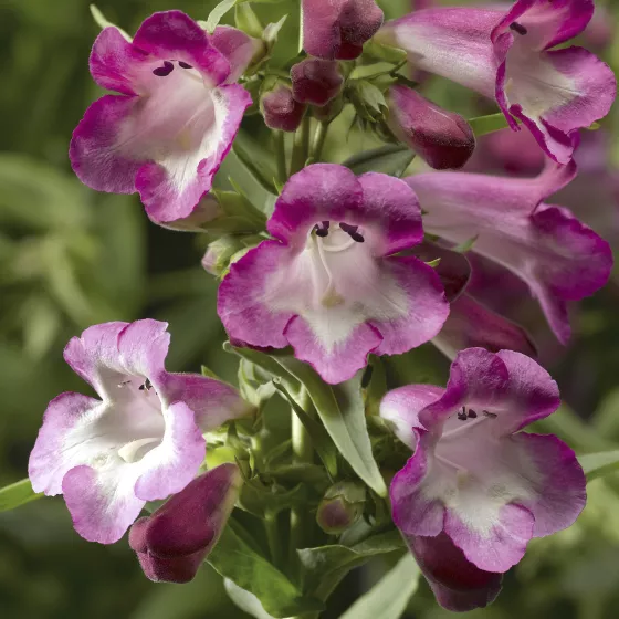 Arabesque Orchid | Syngenta Flowers