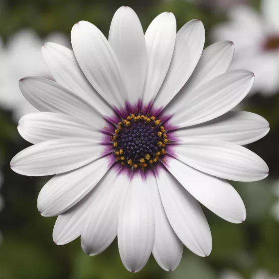 Tradewinds White
