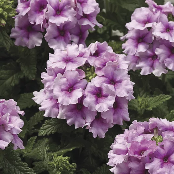 Tuscany Orchid Frost