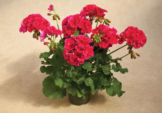 Calliope M Red Splash