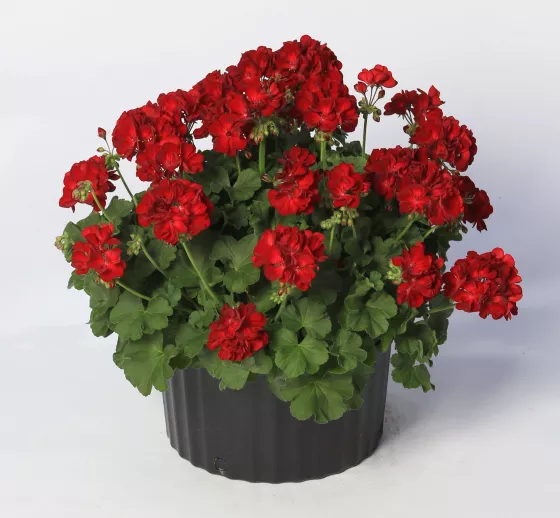 Calliope M Dark Red