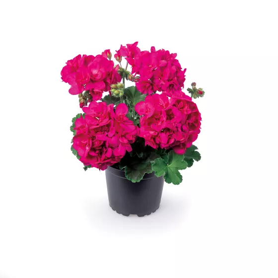 Calliope M Violet
