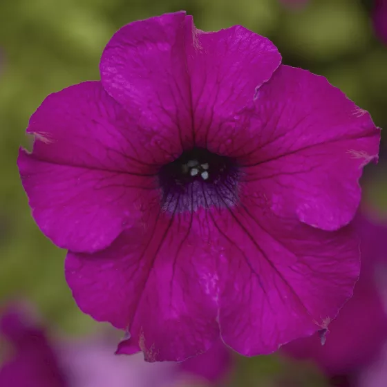 Sanguna Mega Purple