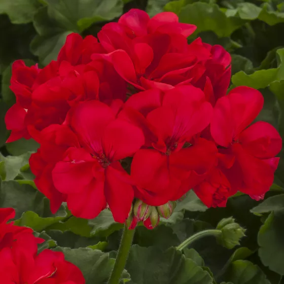 Calliope L Deep Coral