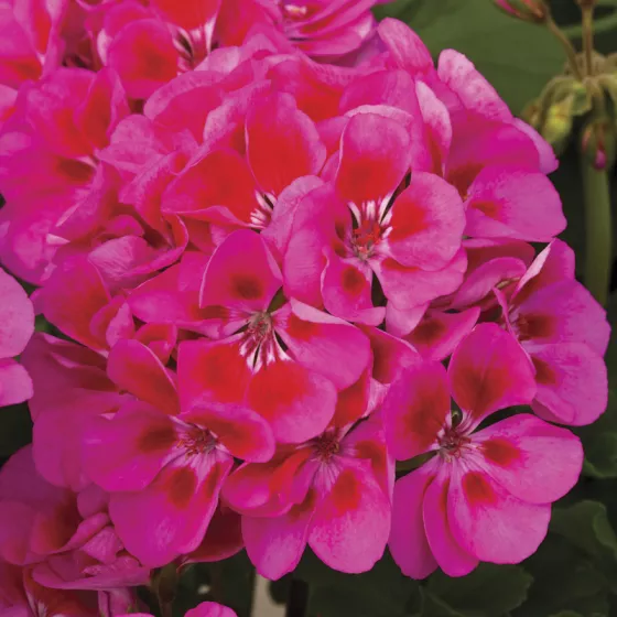 Tango Rose Splash
